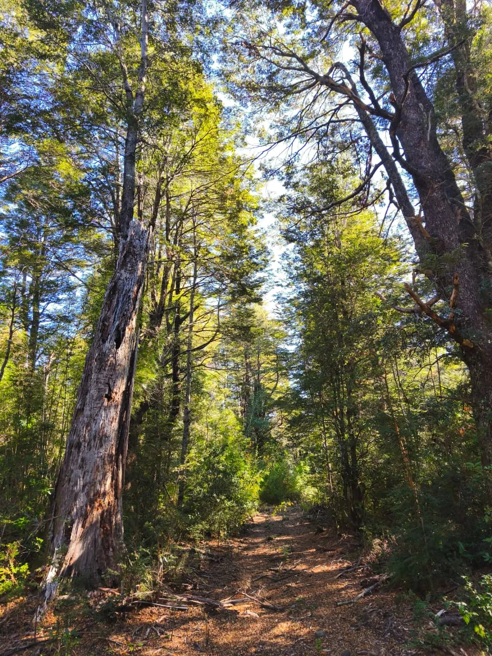 Parcela “la isla” 5.000 m² Camino al Volcán, km 10 | bosque nativo | Pucón