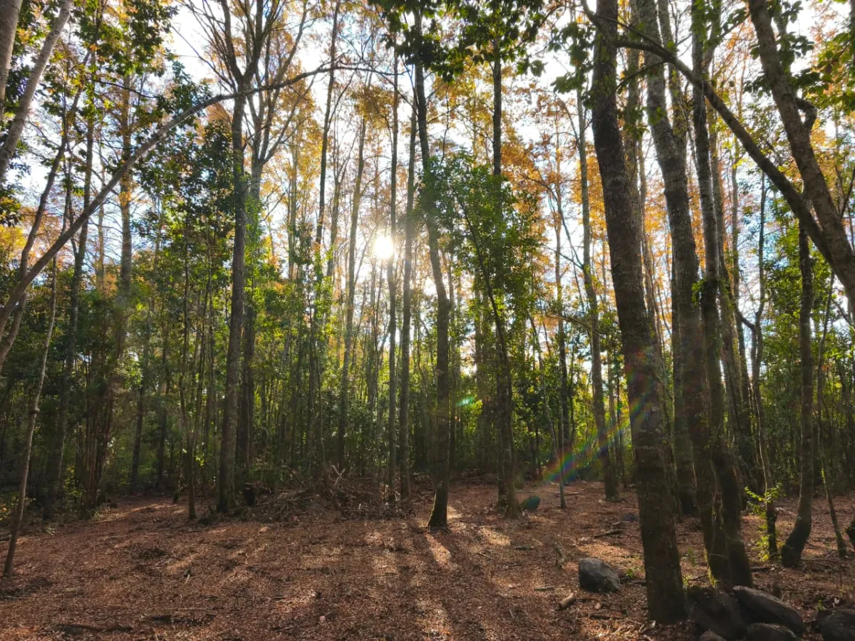 Parcela Molco Alto | Bosque Nativo | 6.000 m² | Accesible, con luz y agua pozo